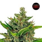 Daddy OG Auto x5 - Silver River Seeds