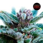Mimozart Auto x5 - Silver River Seeds