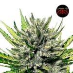 MK Runtz Auto x5 - Silver River Seeds