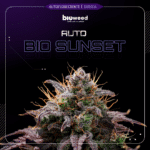 Auto Bio Sunsent 3+1 - Bioweed