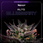 Auto Blueberry - Bioweed