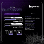 Auto Blueberry - Bioweed - Imagen 2