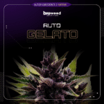Auto Gelato  - Bioweed