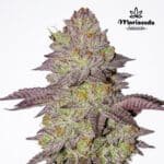 Gmo Galactic Cookies fem - Mariseeds Seleccion
