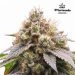 Gorilla Glue fem - Mariseeds Seleccion