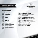 Gorilla Glue fem - Mariseeds Seleccion - Imagen 2