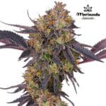 Tropicana Cherry fem - Mariseeds seleccion