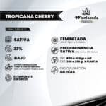 Tropicana Cherry fem - Mariseeds seleccion - Imagen 2