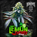 Lemon Cherry Brothers x3 - The Kushbrothers