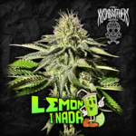 Limon y Nada x3 - The Kushbrothers