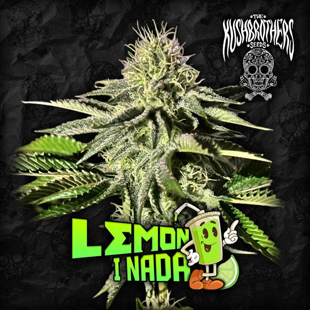 Lemon-i-Nada-20174 Limon y Nada x3 - The Kushbrothers - Imagen 1