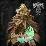 Sherbet Mints x3 - The Kushbrothers
