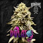 Dolato x3 - The Kushbrothers