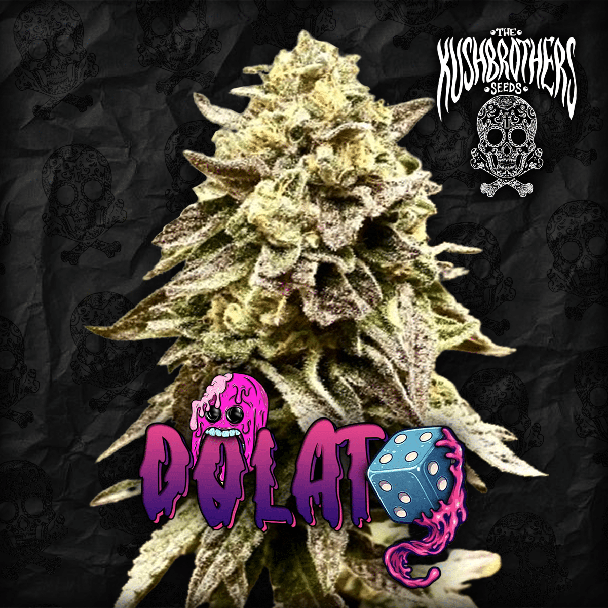 The_KushBrothers_Seeds_-_Dolato Dolato x3 - The Kushbrothers - Imagen 1