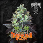 Tropicana Peach x3 - The Kushbrothers