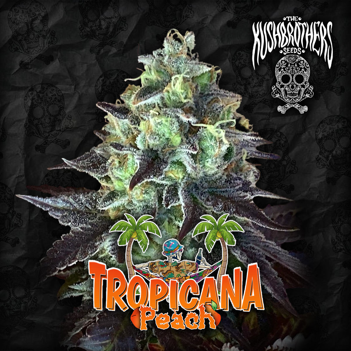 Tropicana-Peach-20079 Tropicana Peach x3 - The Kushbrothers - Imagen 1
