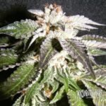 Confidencial Og x3 - The Kush Brohers
