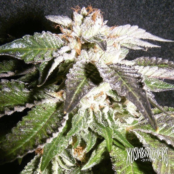 confidencial-og Confidencial Og x3 - The Kush Brohers - Imagen 1